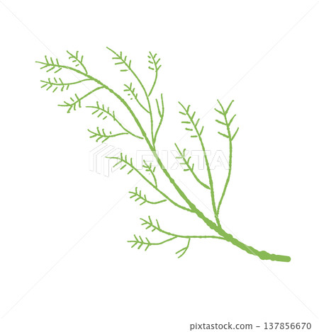 Hand-drawn illustration of green fennel leaves (with stems) Hand-drawn illustration of green fennel leaves (with stems) 137856670