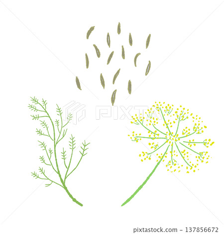 Fennel buds, leaves, and seeds illustration set (no background) 137856672