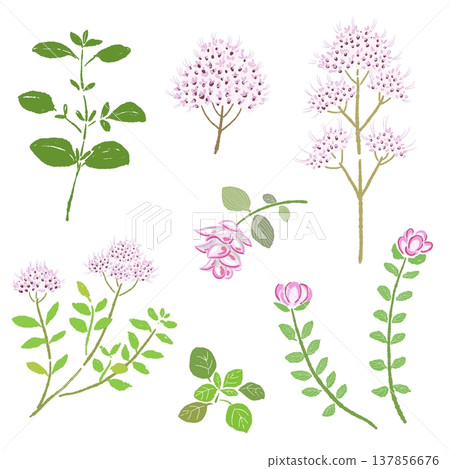 一組手繪的牛至葉、花和莖的插圖。 一組手繪的牛至葉、花和莖的插圖。 137856676