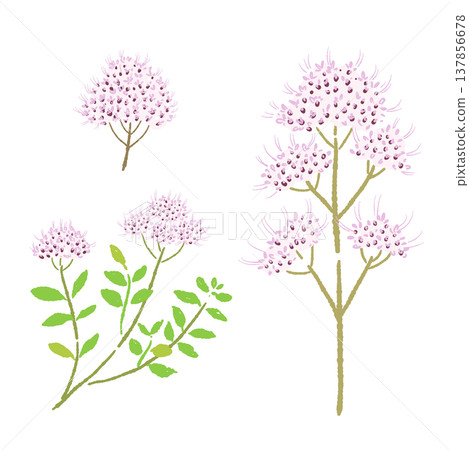 一組描繪帶有粉紅色花朵的牛至莖的插圖。 137856678