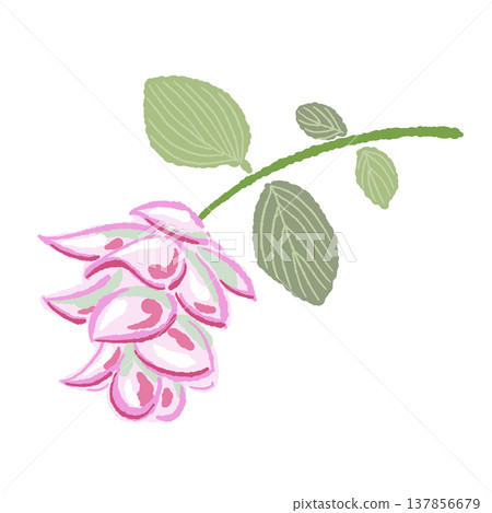 手繪的觀賞牛至插圖，展現了它美麗的粉紅色苞片。 137856679