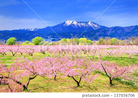 桃園和飯綱山 桃園和飯綱山 137856706