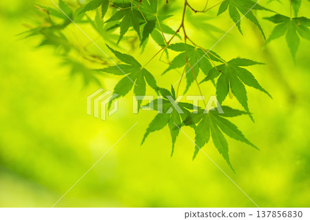 楓樹的新綠葉(三重縣四日市水澤町紅葉溪谷) 楓樹的新綠葉(三重縣四日市水澤町紅葉溪谷) 137856830