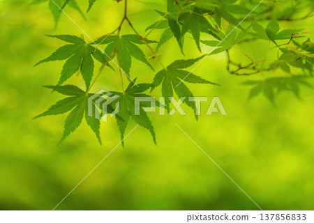 Fresh green leaves of maple trees (Momiji Valley, Mizusawa-cho, Yokkaichi City, Mie Prefecture) 137856833