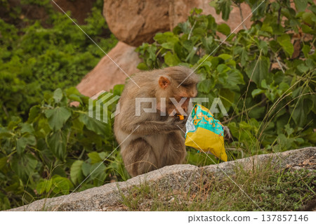 Monkey in the tropical forest in India. Family of monkeys. Long-Tailed macaque Monkey in the tropical forest in India. Family of monkeys. Long-Tailed macaque 137857146