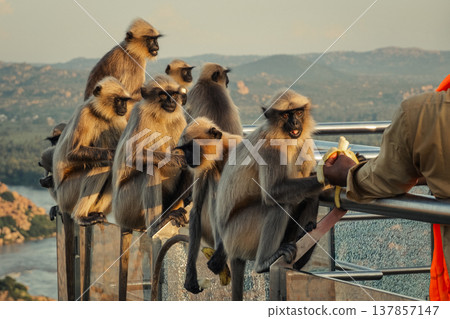 Monkey in the tropical forest in India. Family of monkeys. Long-Tailed macaque Monkey in the tropical forest in India. Family of monkeys. Long-Tailed macaque 137857147