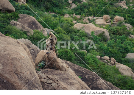 Monkey in the tropical forest in India. Family of monkeys. Long-Tailed macaque Monkey in the tropical forest in India. Family of monkeys. Long-Tailed macaque 137857148