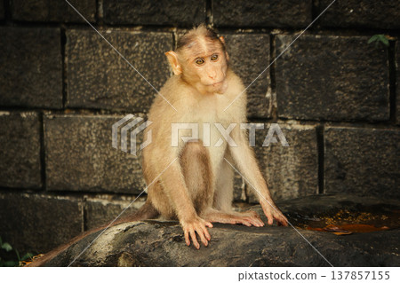 Monkey in the tropical forest in India. Family of monkeys. Long-Tailed macaque Monkey in the tropical forest in India. Family of monkeys. Long-Tailed macaque 137857155