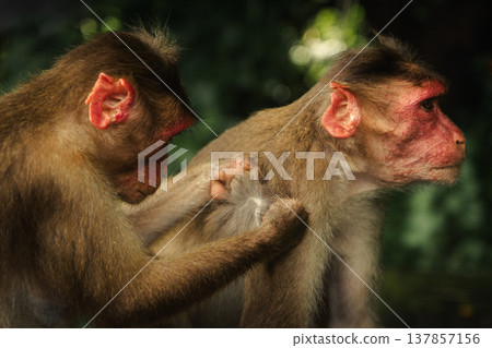 Monkey in the tropical forest in India. Family of monkeys. Long-Tailed macaque Monkey in the tropical forest in India. Family of monkeys. Long-Tailed macaque 137857156