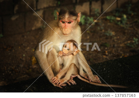 Monkey in the tropical forest in India. Family of monkeys. Long-Tailed macaque Monkey in the tropical forest in India. Family of monkeys. Long-Tailed macaque 137857163