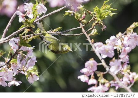 Pink plum blossoms and a Japanese white-eye seeking nectar Pink plum blossoms and a Japanese white-eye seeking nectar 137857177