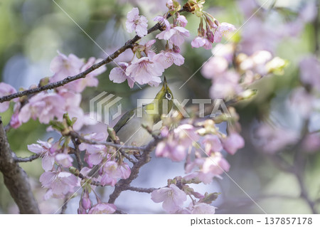Pink plum blossoms and a Japanese white-eye seeking nectar 137857178