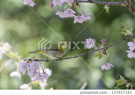 Pink plum blossoms and a Japanese white-eye seeking nectar 137857183