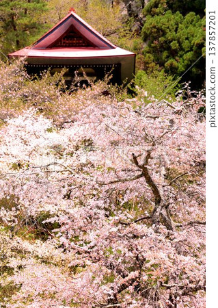 Weeping cherry blossoms of the Tokiwa Kannon 137857201