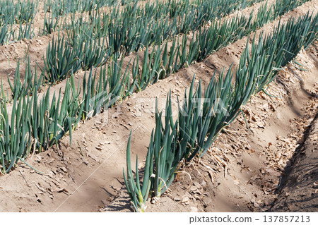 Onion field 137857213