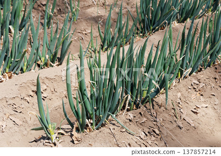 Onion field Onion field 137857214