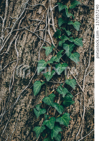 Fresh green ivy leaves on a wooden background. Fresh green ivy leaves on a wooden background. 137857240