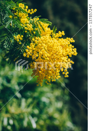 Beautiful yellow mimosa flowers in a spring garden. Beautiful yellow mimosa flowers in a spring garden. 137857247
