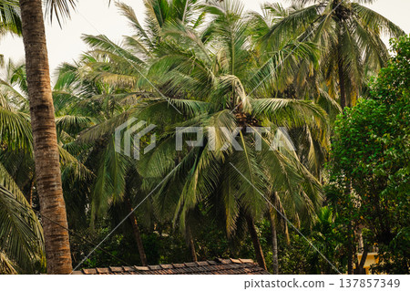 Goa, India. Palm trees on the street Goa, India. Palm trees on the street 137857349