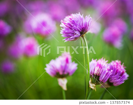 Allium hollandicum, group of purple persian ornamental onion flowers in bloom 137857374