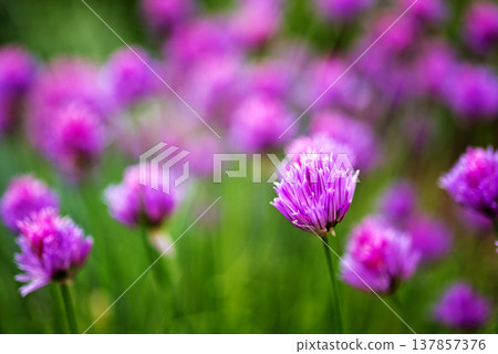 Allium hollandicum, group of purple persian ornamental onion flowers in bloom 137857376