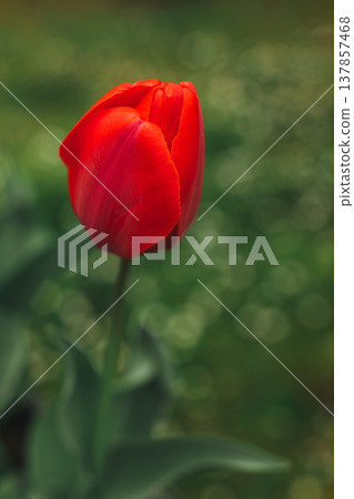 Beautiful red tulip flower in a spring garden. 137857468