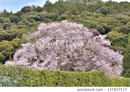 Cherry blossoms at Nanzenji Zen Center Cherry blossoms at Nanzenji Zen Center 137857517