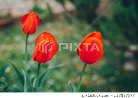Beautiful red tulip flowers in a spring garden. Beautiful red tulip flowers in a spring garden. 137857577