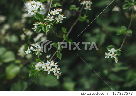 Beautiful branch with white blossom in a spring garden. Beautiful branch with white blossom in a spring garden. 137857578