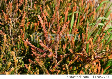 Empetrum Bernstein (Ericaceae family), golden-leaved variety 137857784