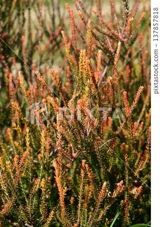 Empetrum Bernstein (Ericaceae family), golden-leaved variety Empetrum Bernstein (Ericaceae family), golden-leaved variety 137857818