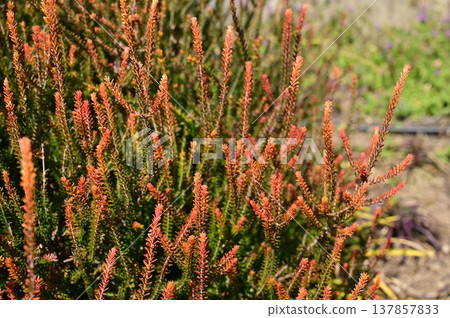 Empetrum Bernstein (Ericaceae family), golden-leaved variety Empetrum Bernstein (Ericaceae family), golden-leaved variety 137857833