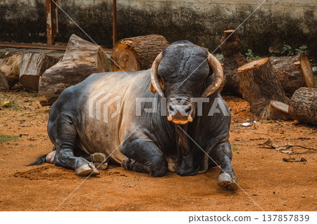 Black cow staying in the green field. The bull is grazing. Black cow staying in the green field. The bull is grazing. 137857839