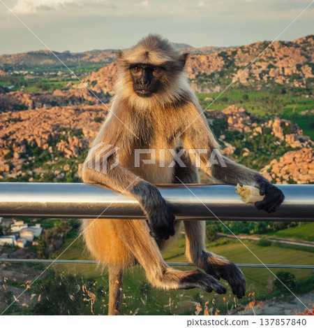 Monkey in the tropical forest in India. Monkey in the tropical forest in India. 137857840