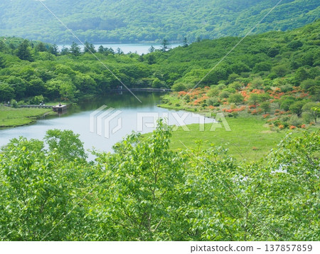 初夏的赤城山角滿淵 137857859
