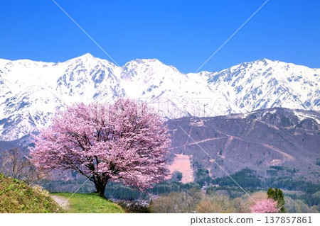 Hakuba Nohira's single cherry tree Hakuba Nohira's single cherry tree 137857861