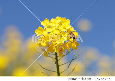 油菜花和藍天 137857868