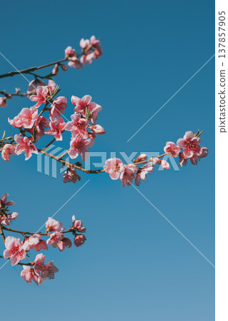 Beautiful peach branch with pink blossom in a blue sky. Beautiful peach branch with pink blossom in a blue sky. 137857905