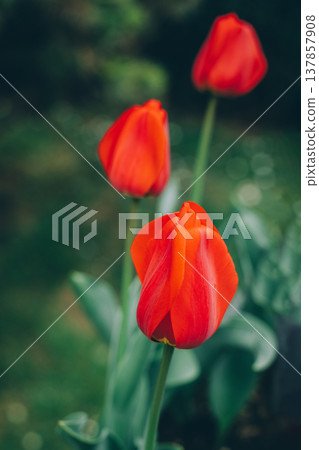 Beautiful red tulip flowers in a spring garden. 137857908