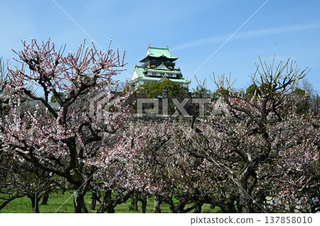 提前感受春天的氣息：大阪城塔與大阪城梅樹林 137858010