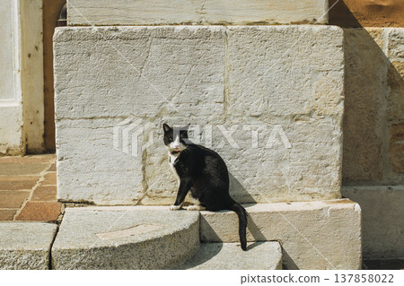 Funny cat in a street 137858022