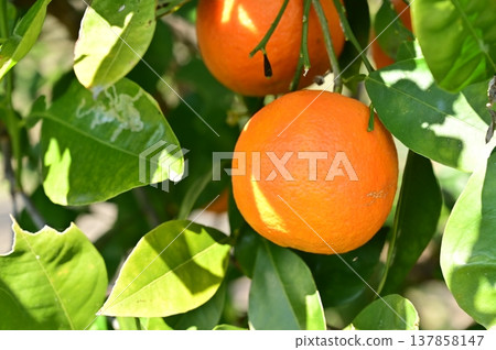 Bitter orange (Rutaceae family), Sapindales order Bitter orange (Rutaceae family), Sapindales order 137858147