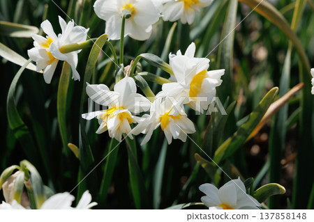 White daffodils White daffodils 137858148