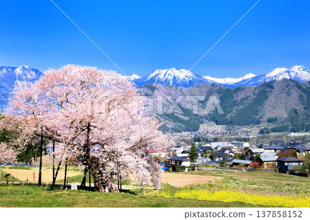 Kurobe's Edohigan cherry tree Kurobe's Edohigan cherry tree 137858152