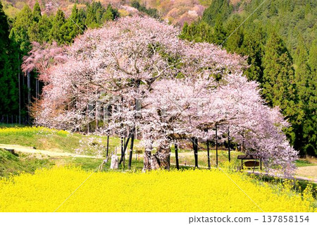 Kurobe's Edohigan cherry tree Kurobe's Edohigan cherry tree 137858154