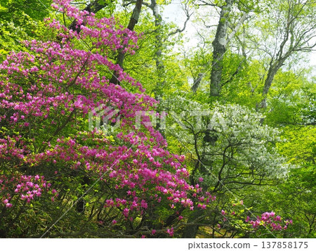 赤城山上的白杜鵑和絨毛杜鵑(Rhododendron tomentosum)。 赤城山上的白杜鵑和絨毛杜鵑(Rhododendron tomentosum)。 137858175
