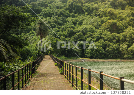 Green park area in India. Tropical forest 137858231