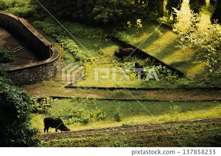 Black cows staying in the green field. The bulls are grazing. 137858233