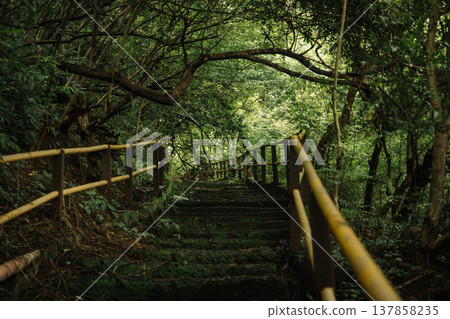 Green park area in India. Tropical forest Green park area in India. Tropical forest 137858235