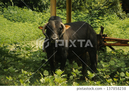 Black cows staying in the green field. The bulls are grazing. Black cows staying in the green field. The bulls are grazing. 137858238